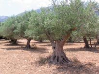 olea-europea