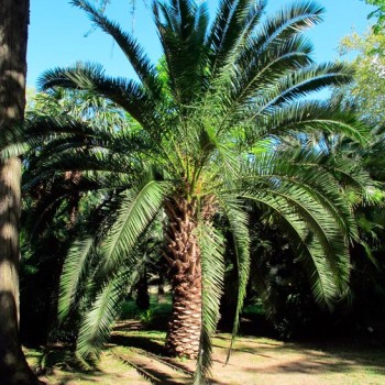 phoenix_canariensis_montpellier_latte_sariviere