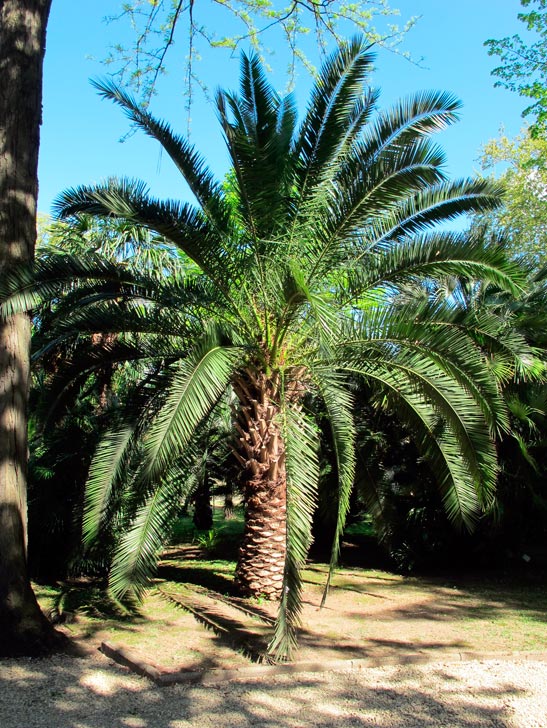 phoenix_canariensis_montpellier_latte_sariviere