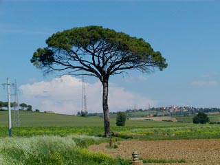 pinus_pinea_montpellier_latte_sariviere