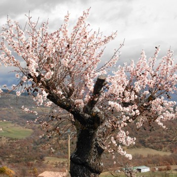 prunus_amygdalus_latte_montpellier_sariviere