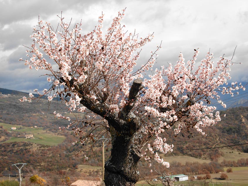 prunus_amygdalus_latte_montpellier_sariviere