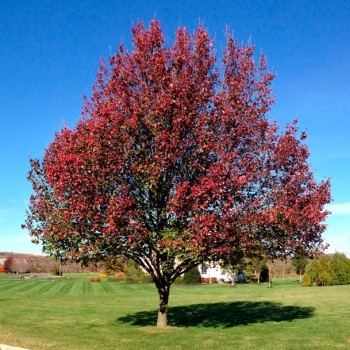 pyrus_calleryana_montpellier_latte_sariviere