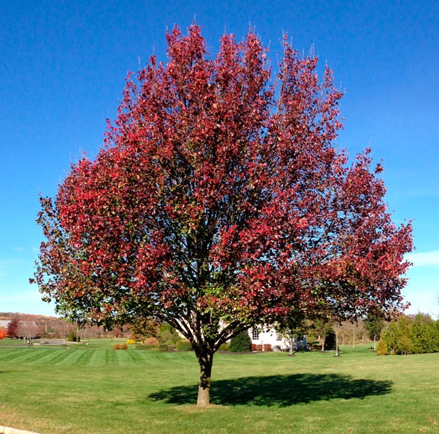 pyrus_calleryana_montpellier_latte_sariviere