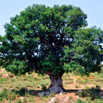 quercus_ilex_montpellier_latte_sariviere