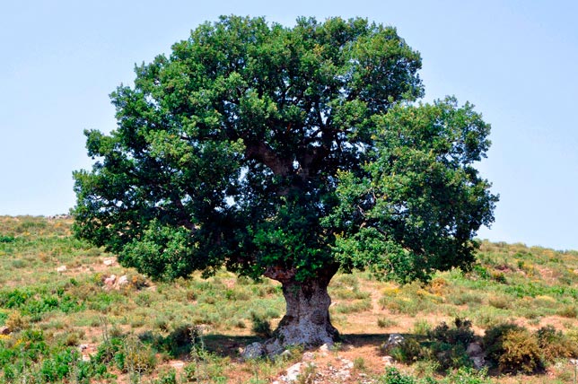 quercus_ilex_montpellier_latte_sariviere